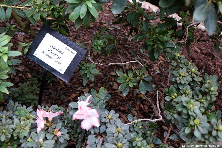 Когда цветет рододендрон💮 (фото 9)