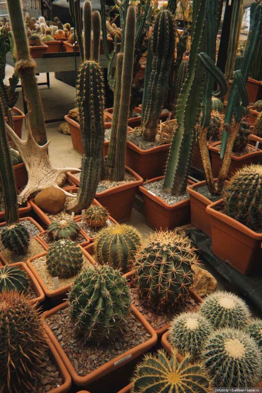 Когда цветет рододендрон💮