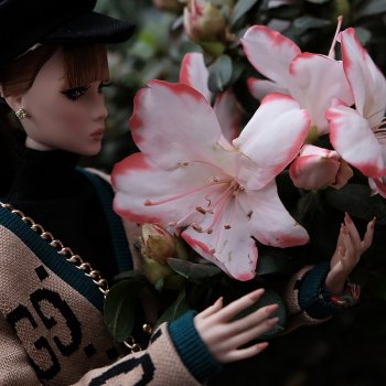 Когда цветет рододендрон💮