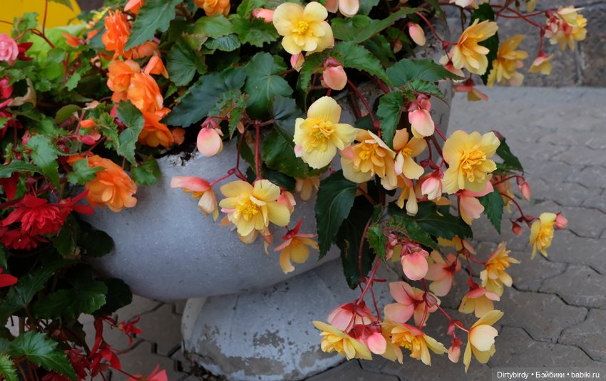 Таврический сад, Смольный и другие царские развлечения общажных придурков в Петербурге