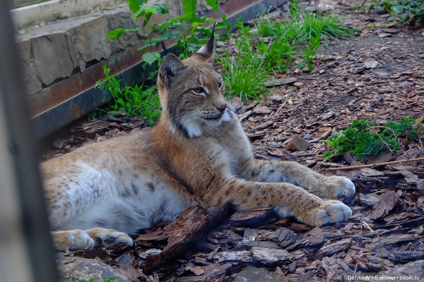 Отель смерть & завтрак. 26 серия