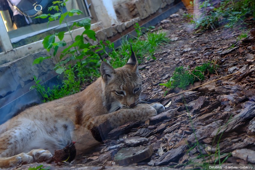 Отель смерть & завтрак. 26 серия