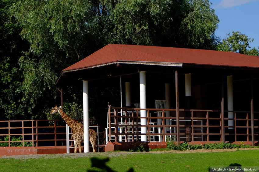 Отель смерть & завтрак. 26 серия (фото 5)