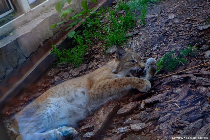 Отель смерть & завтрак. 26 серия