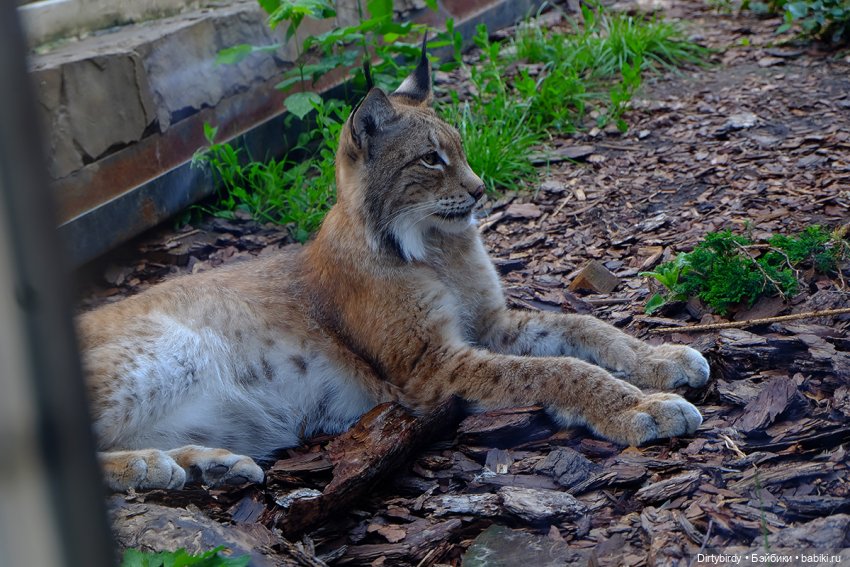 Отель смерть & завтрак. 26 серия