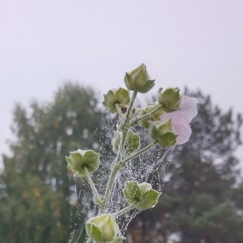 Утро. Паутинки.