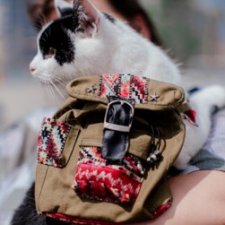 Провалившийся план пошива вещей на кошек