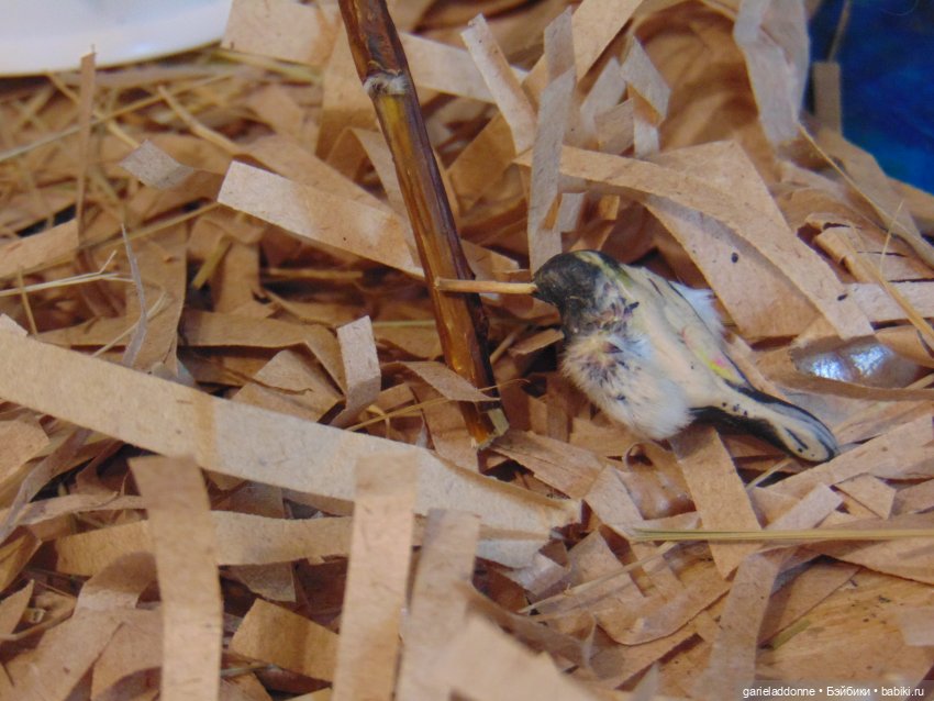 Июльское колдовство часть 2