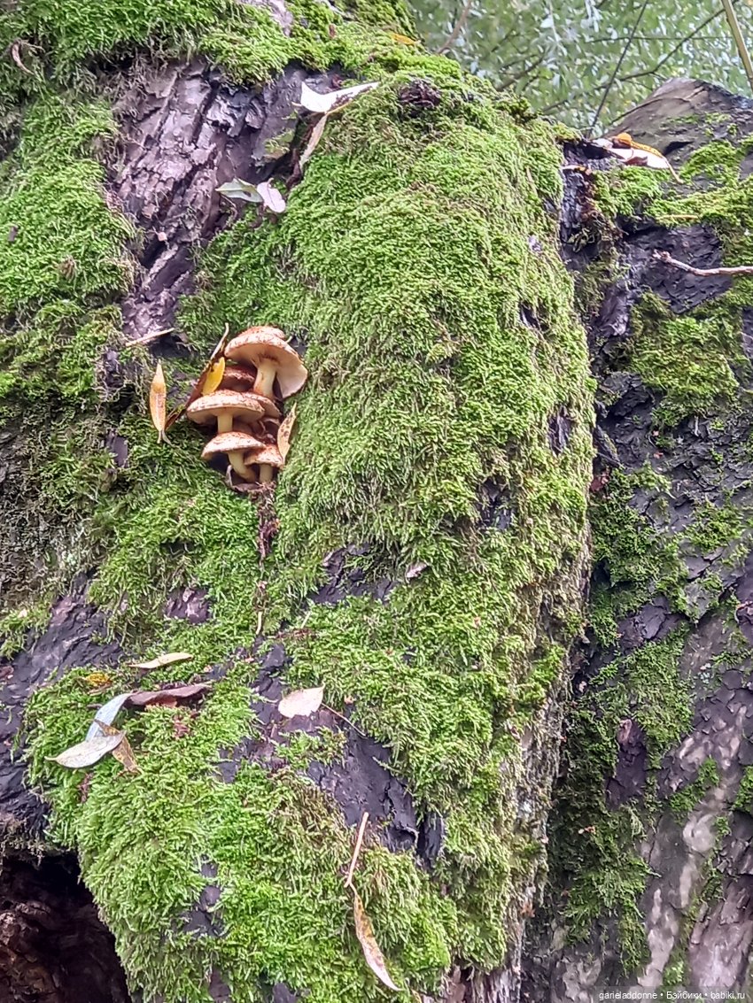 Прогулка с Момоко — Зарисовки из кукольной жизни: фотоистории