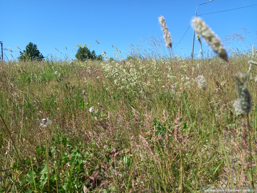 Степные скакуны | Бэйбики Степные скакуны — Интересные игрушки и фигурки (разное): редкие