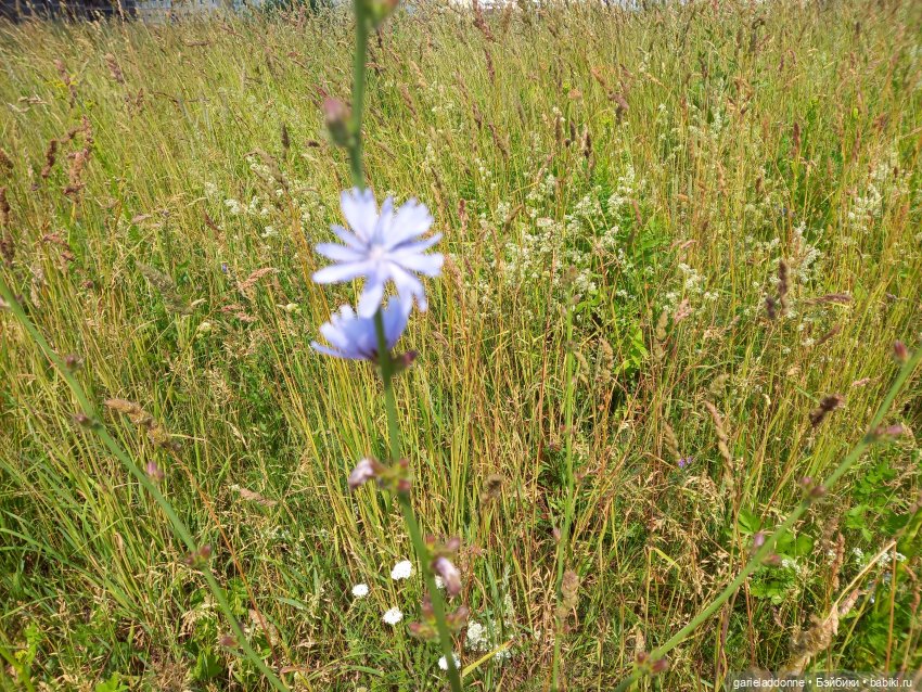 Скитание разведчиков племени дварнази