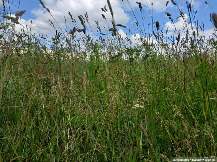 Скитание разведчиков племени дварнази (фото 2)