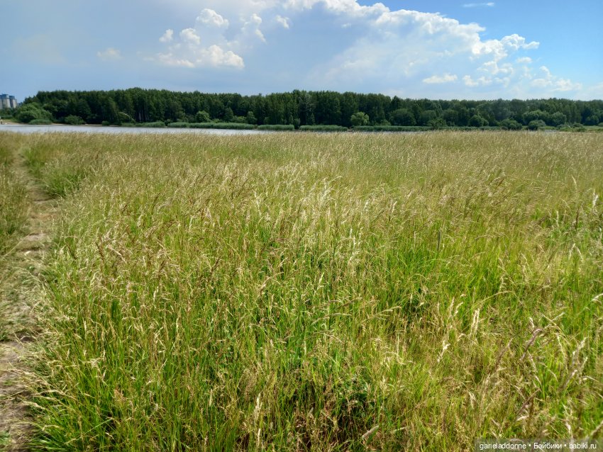 Вождь Дварнази — Зарисовки из кукольной жизни: фотоистории