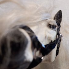 Обновление Кетеры и княжеская конюшня