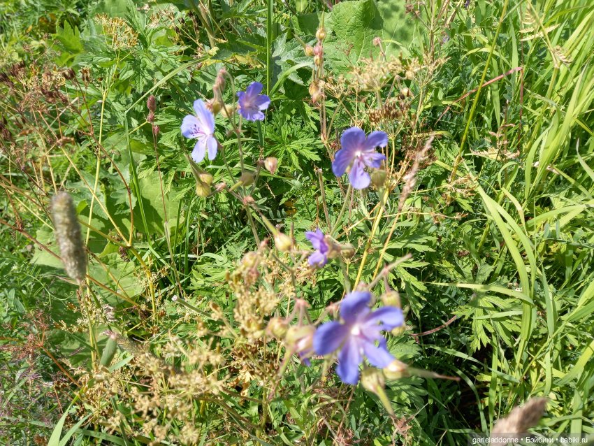 Все дальше на юг — Зарисовки из кукольной жизни: фотоистории