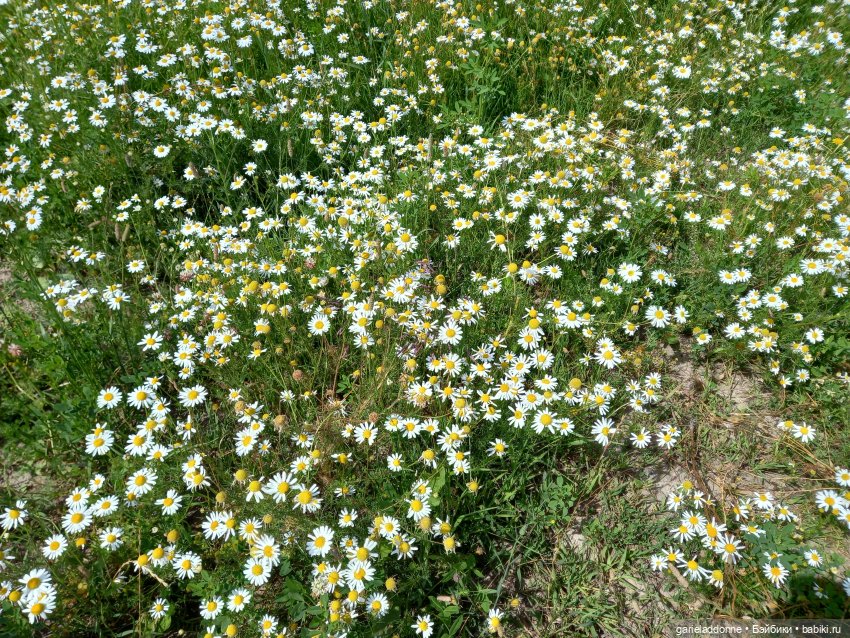 Все дальше на юг — Зарисовки из кукольной жизни: фотоистории