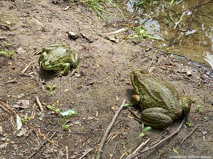 Все дальше на юг — Зарисовки из кукольной жизни: фотоистории