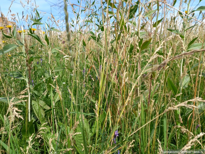 Все дальше на юг — Зарисовки из кукольной жизни: фотоистории (фото 6)