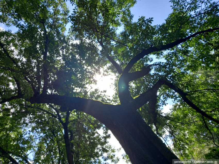 Похититель быков (продолжение)