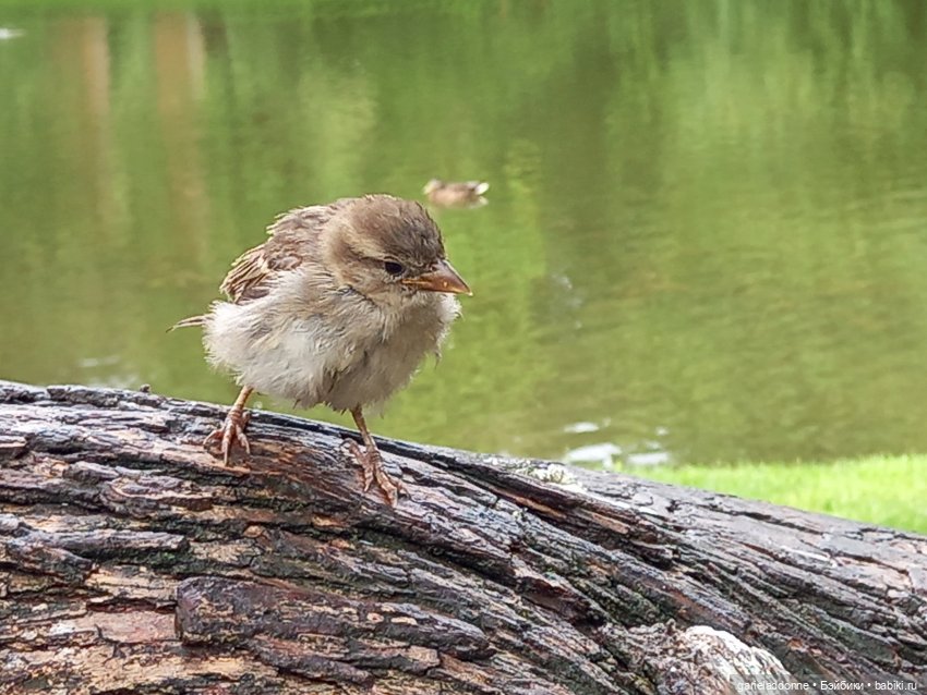 Похититель быков (продолжение)