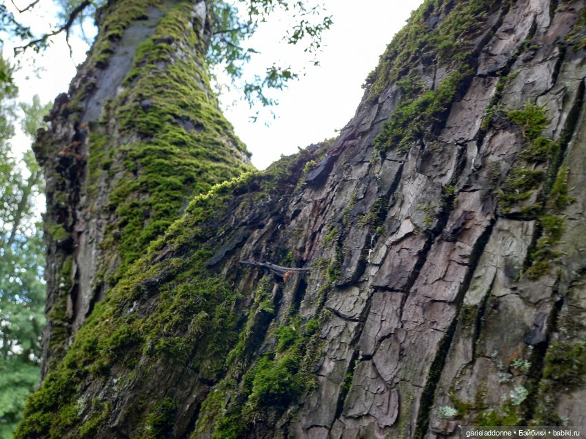 Похититель быков (продолжение)