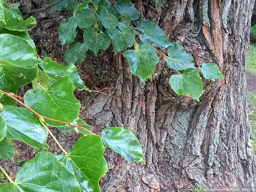 Похититель быков (продолжение) (фото 5)