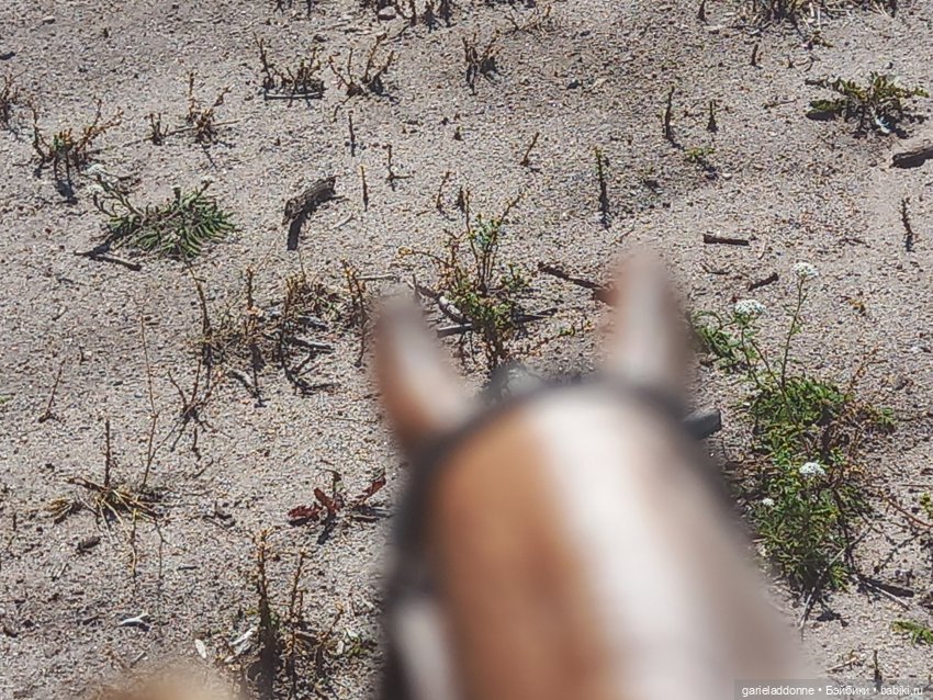 Зверь из Туанки (продолжение)
