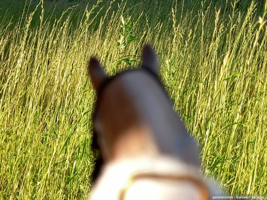 Зверь из Туанки (заключительная часть)