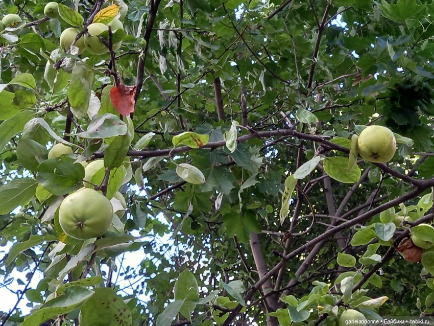 Зверь из Туанки (заключительная часть) (фото 8)