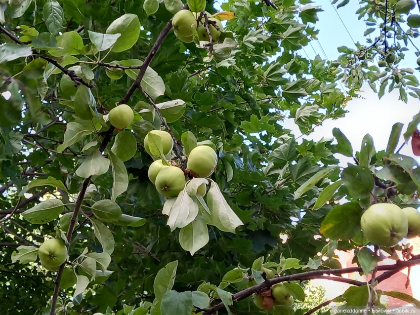 Зверь из Туанки (заключительная часть)