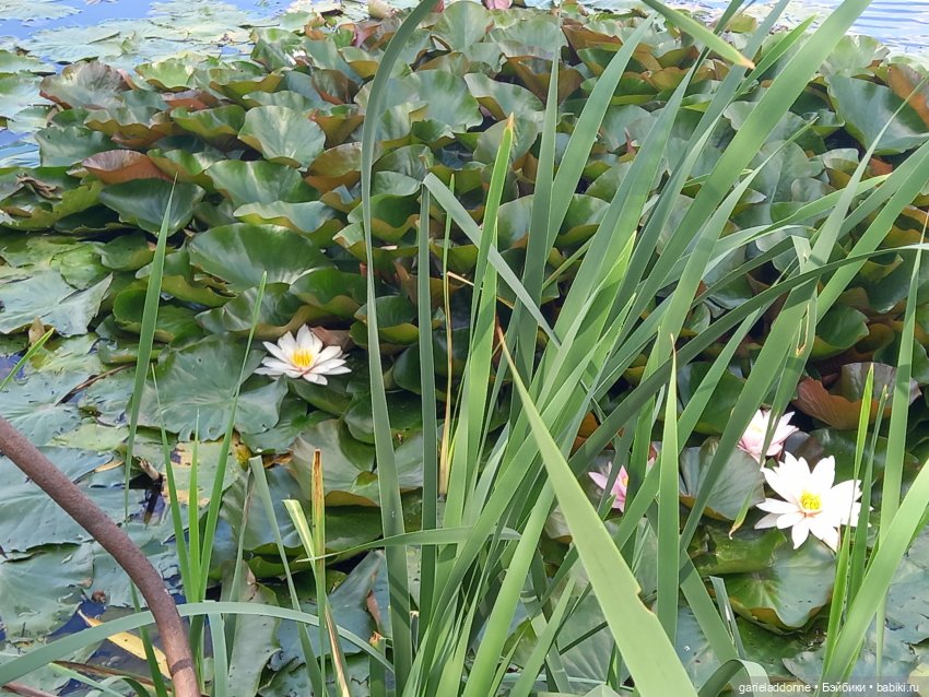 Унция амброзии — Зарисовки из кукольной жизни: фотоистории