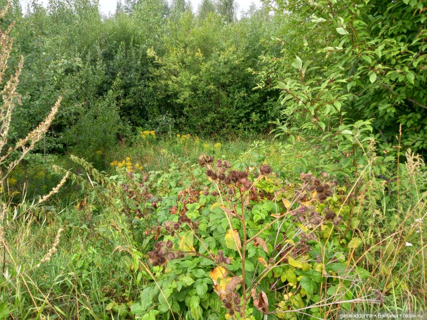 Унция амброзии часть 2. Дама из озера