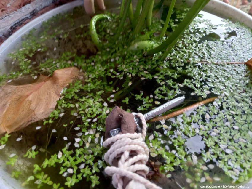 Унция амброзии часть 2. Дама из озера