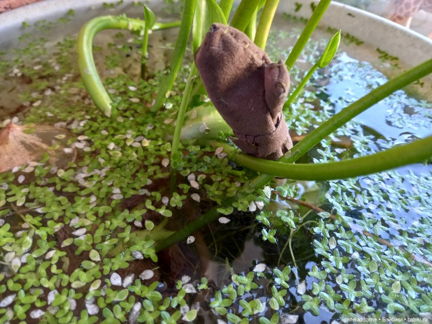 Очень странное утро Ислин (фото 10)