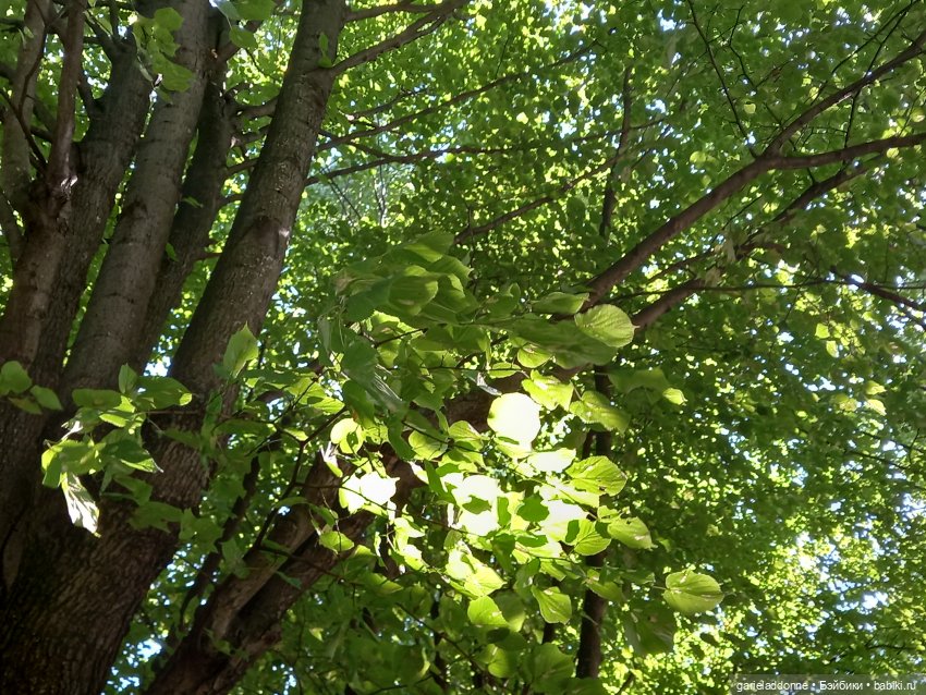 Прогулка по лесу — Зарисовки из кукольной жизни: фотоистории (фото 6)