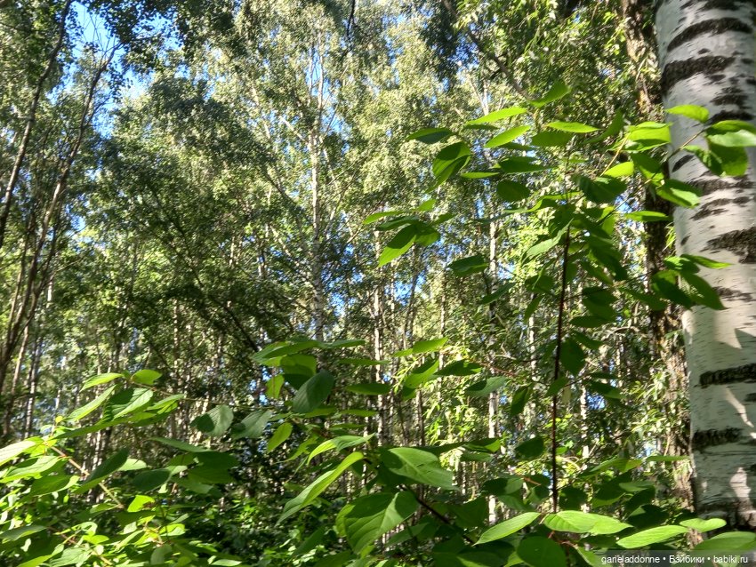 Прогулка по лесу — Зарисовки из кукольной жизни: фотоистории