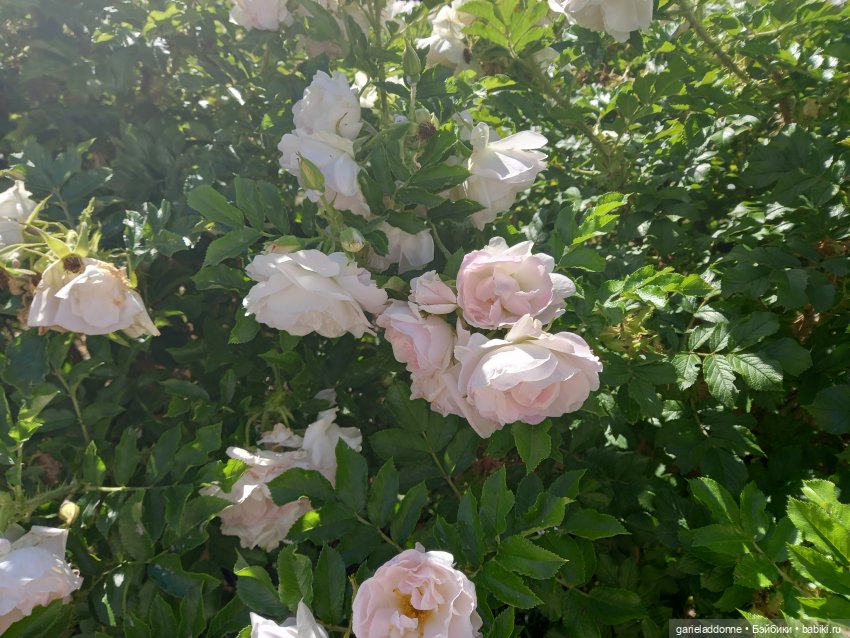 Прогулка по лесу — Зарисовки из кукольной жизни: фотоистории