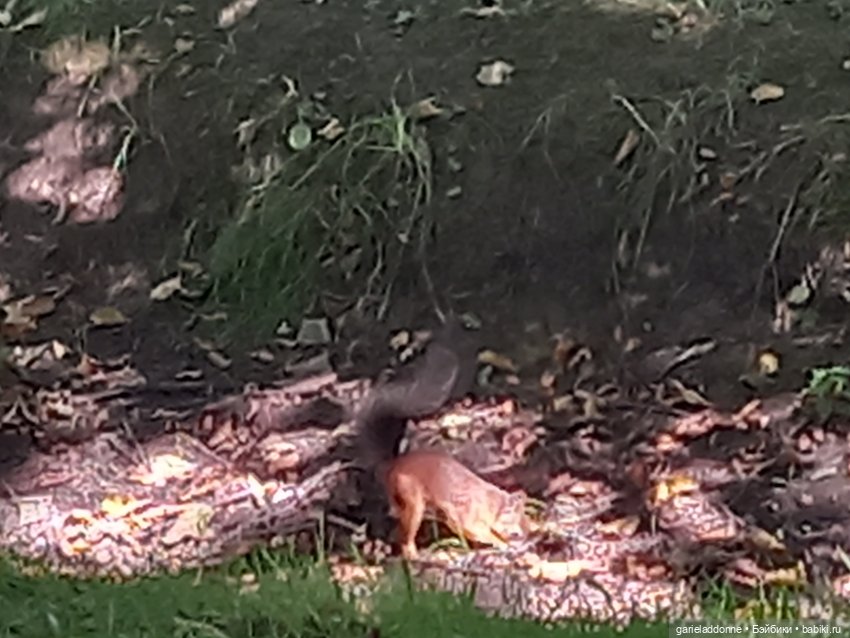 Прогулка по лесу — Зарисовки из кукольной жизни: фотоистории (фото 7)