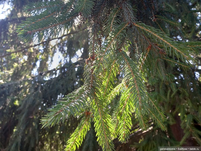 Прогулка по лесу — Зарисовки из кукольной жизни: фотоистории