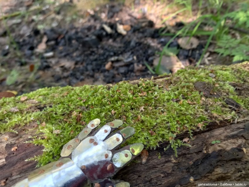 Прогулка по лесу — Зарисовки из кукольной жизни: фотоистории