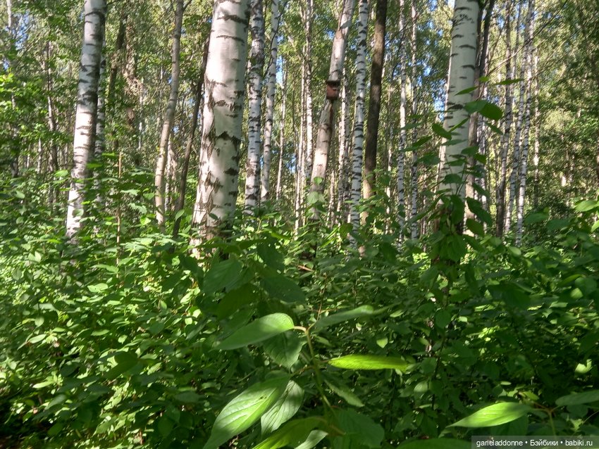 Прогулка по лесу — Зарисовки из кукольной жизни: фотоистории