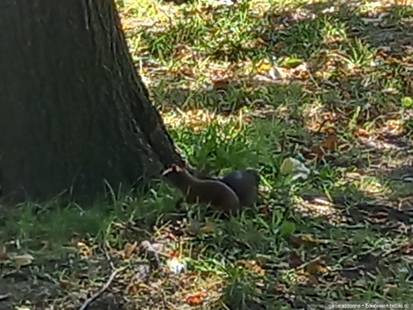 Прогулка по лесу — Зарисовки из кукольной жизни: фотоистории