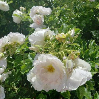 Прогулка по лесу