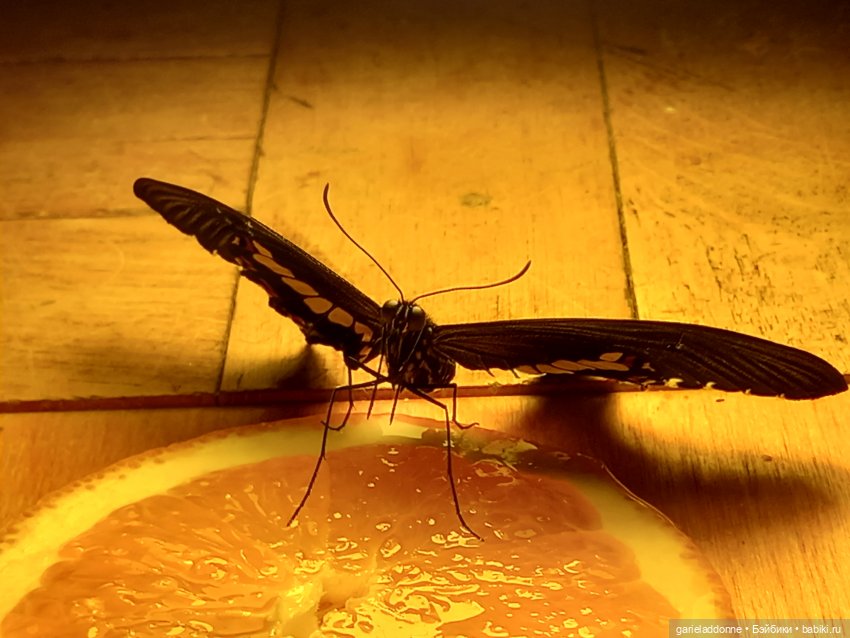 Цветенье редкого цветка — Куклы Integrity Toys (Интегрити): Poppy Parker