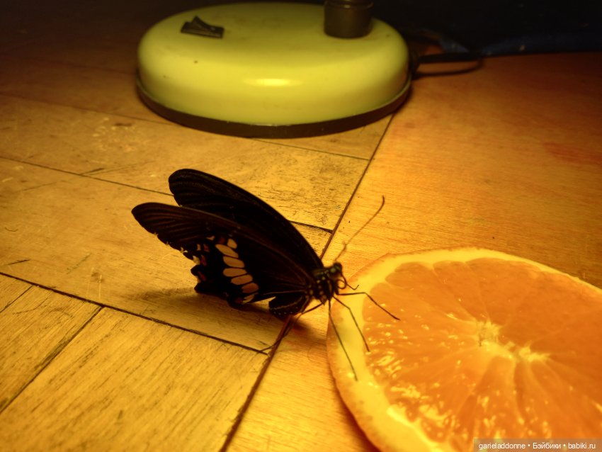 Цветенье редкого цветка — Куклы Integrity Toys (Интегрити): Poppy Parker