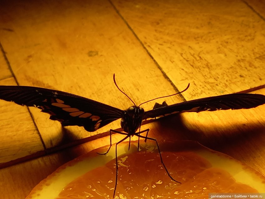 Цветенье редкого цветка — Куклы Integrity Toys (Интегрити): Poppy Parker