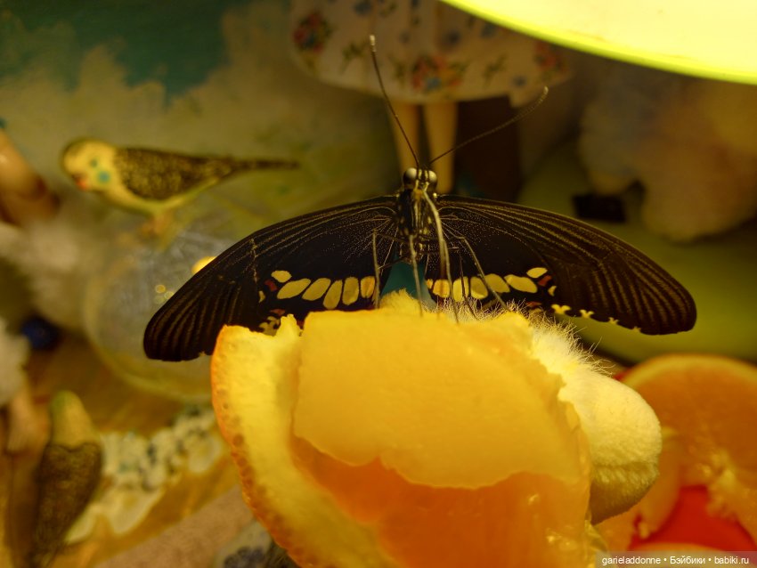 Цветенье редкого цветка — Куклы Integrity Toys (Интегрити): Poppy Parker