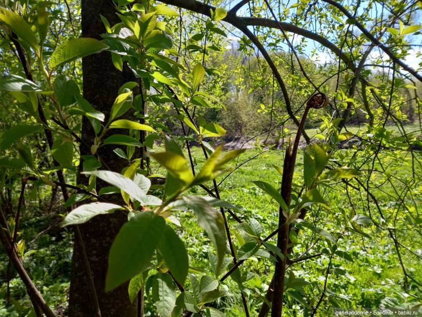 Хибрис. Логово льва. 1 серия