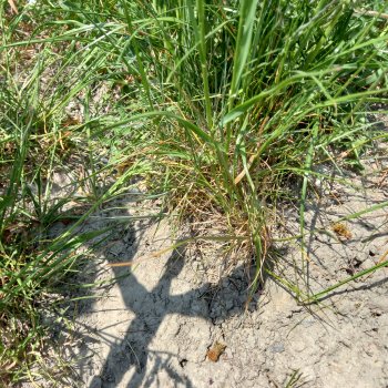 Хибрис. Четвертое царство. 4серия