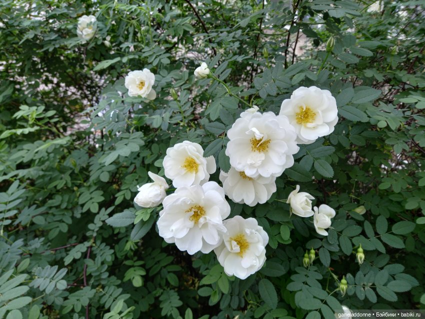 Хибрис. Четвертое царство. 5 серия